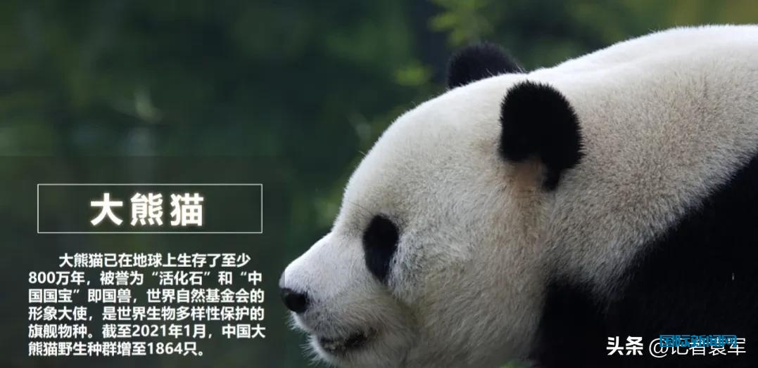 四川九寨大熊猫文旅创投团队到四川省停车行业协会做项目推荐